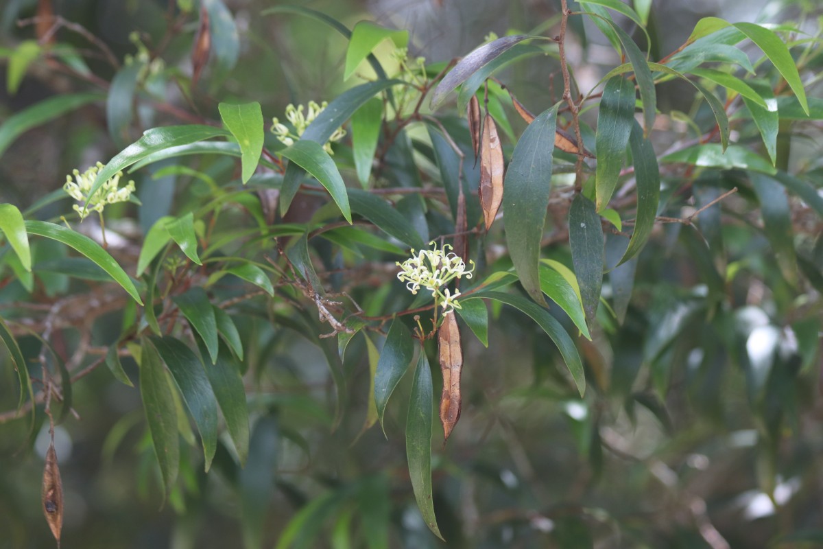 Hakea salicifolia subsp. salicifolia